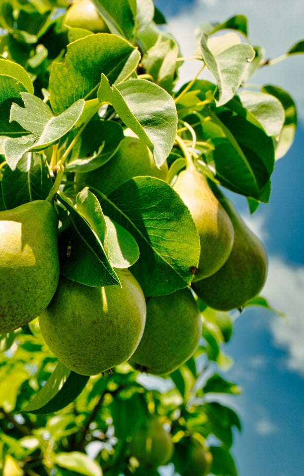 Buy Fresh Pears Online | Jackson Orchards | Delivered NZ Wide!